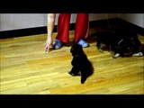 German Shepherd Puppies Playing at 4 weeks old (100% German Lines)