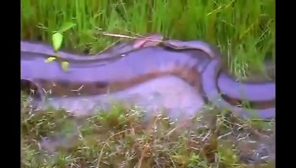 giant anacondas fighting