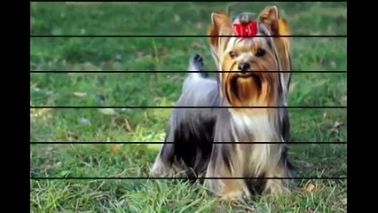 Najljepši pas na svijetu - TOP 10 [Full Episode]