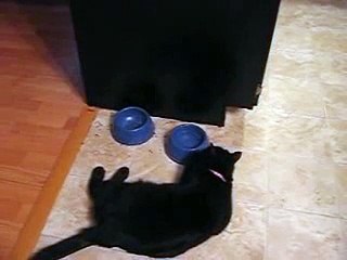Cat Drinking Water