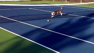 Funny Tennis Court Mishap - Lola the Pitty