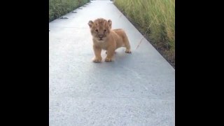 Lion Cub Gives Us His Best Roar