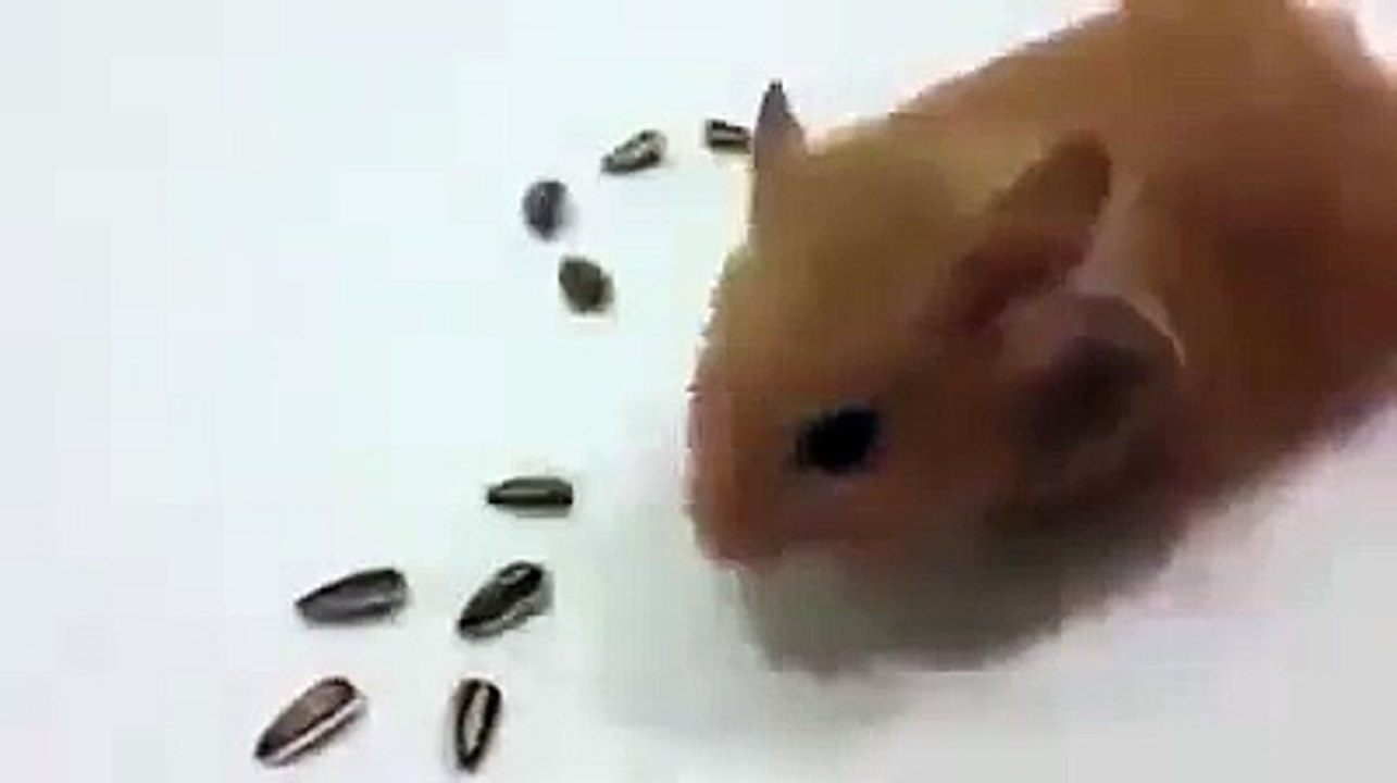 rat
