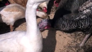 Chickens,Geese,Ducks,And Turkey Eating