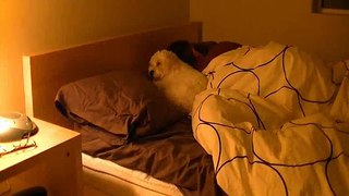 Time lapse - Wife is gone, my dog sleeps with me
