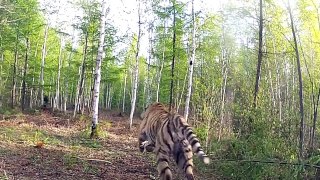 Epic Tiger Release by russia