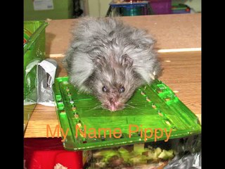 5 things you can do with a toilet paper roll