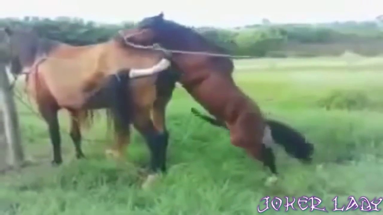 Top 10 animals mating funny videos 2015 try not to laugh
