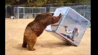Crazy Japanese show involves giant brown bears pushing see-through cubes