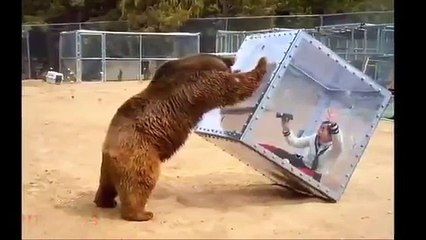 Crazy Japanese show involves giant brown bears pushing see-through cubes