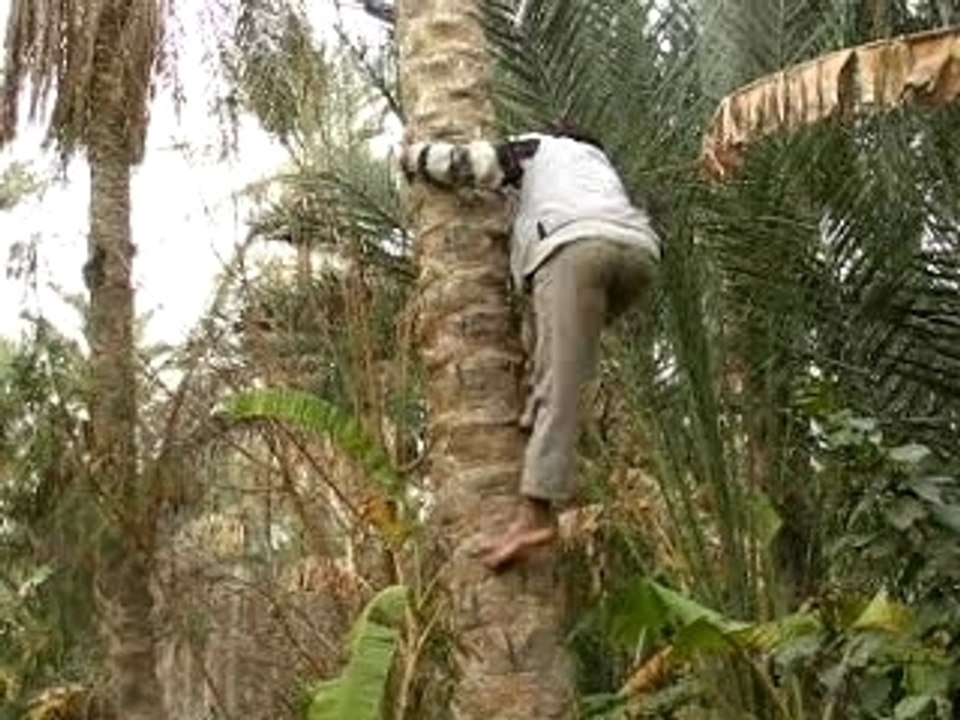 Escalade d'un palmier