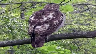 Red-tailed Hawk attacked by Blue Jay
