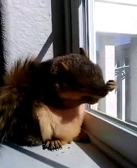 Dinky Sunbathing