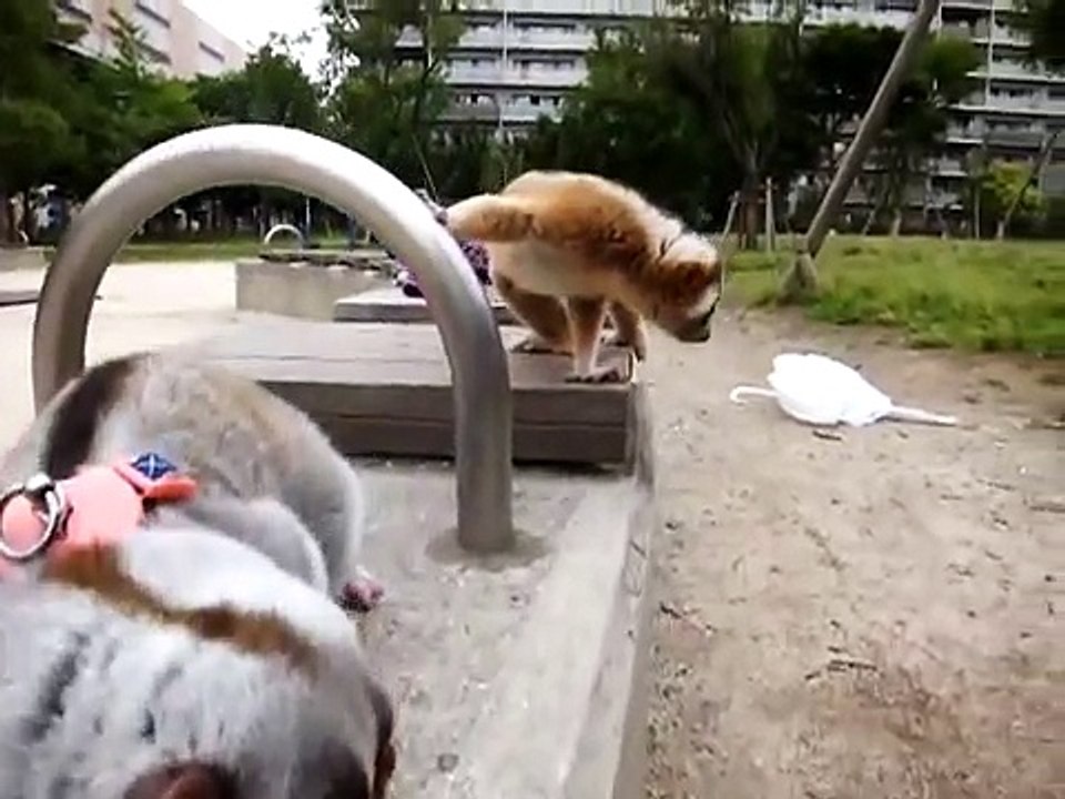 スローロリス公園で遊ぶ