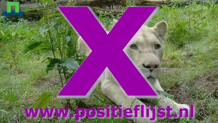 Enquete positieflijst - Leeuw als huisdier?