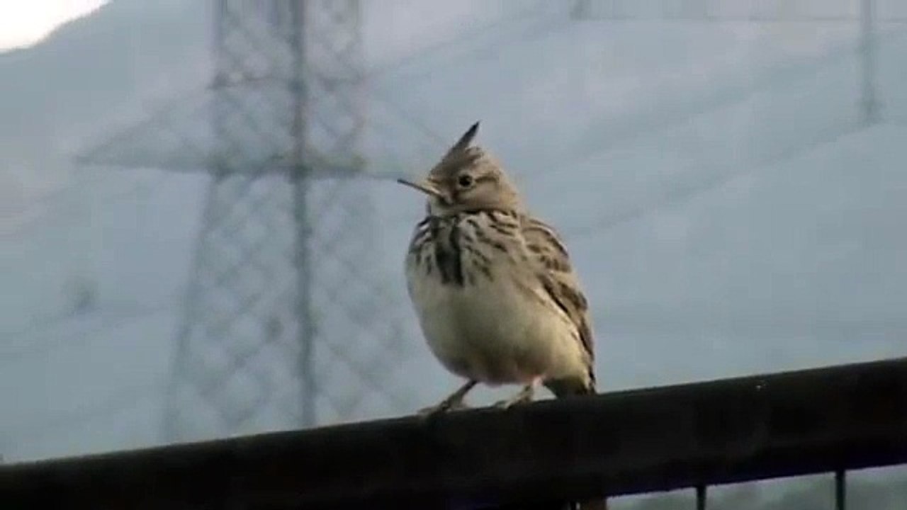 Crested Lark (Galerida cristata) singing