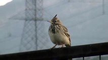 Crested Lark (Galerida cristata) singing