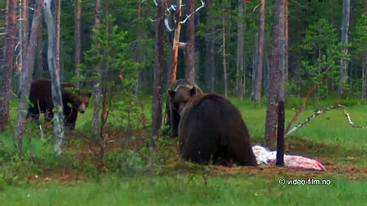 Brown Bears
