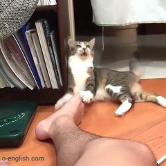 Cat Dirty Socks Shock - Funny ! - Кот в Шоке от Грязных Носков
