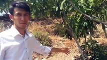 İncir Ağacı Kuruması Ağaç Tazelendi Tire Küçükburun Köyü Mehmet Küçük