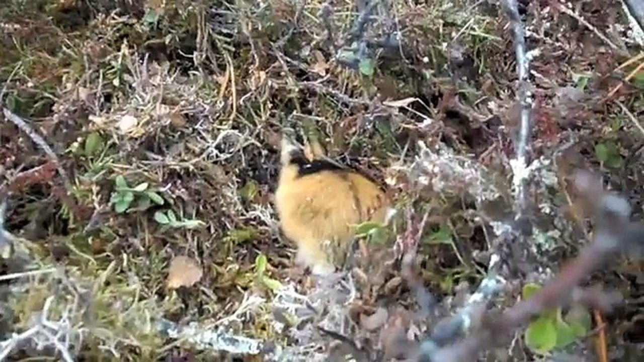 Hissige lemen i Tufsingdalen