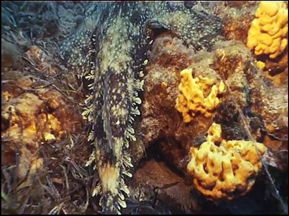 Lophius piscatorius Angler     -  Pescadritsa  (Gr)