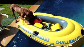 boating dogs
