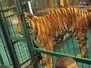 Feeding a Siberian Tiger - 13 of 15