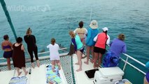 Dolphin Tales 3/2014 - Underwater with Wild Dolphins