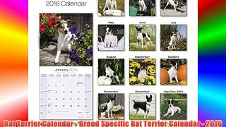 Rat Terrier Calendar - Breed Specific Rat Terrier Calendar - 2016 Wall calendars - Dog Calendars