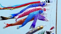 鯉のぼり 　 Koinobori 　　　Japanese koi(carp)streamer