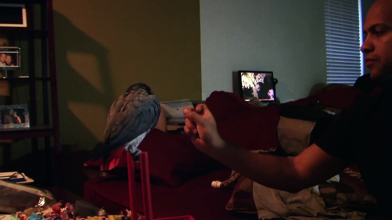 Training my Congo African Grey