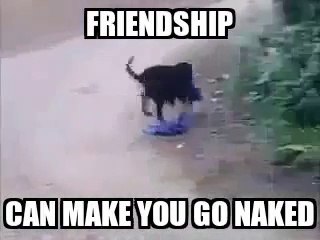 A funny friendship between dog and kid