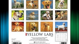 Just Yellow Labs 2015 Wall Calendar (Just (Willow Creek)) FREE DOWNLOAD BOOK