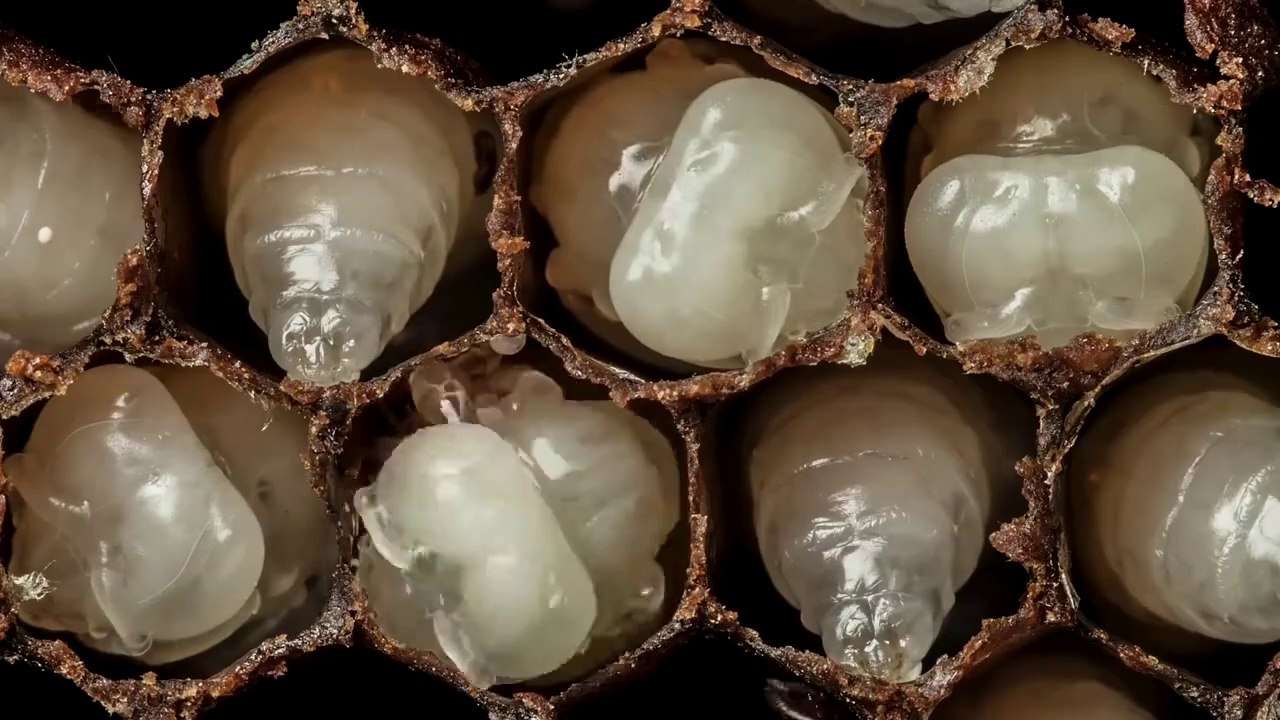 தேனீ பிறந்ததில் இருந்து...!