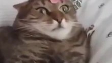 Cat in shock