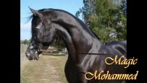 Etalon pur sang arabe noir , black arabian stallion