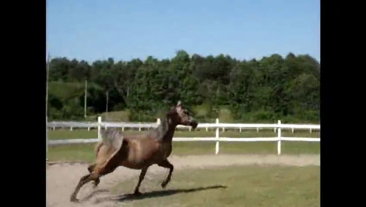 SH Jarma Bint Armani, jument pur sang arabe, arabian mare.