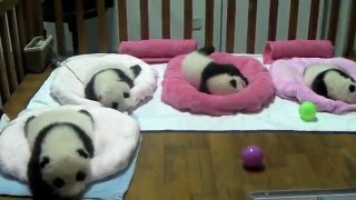 Cute babies at Chengdu Panda Base on 17th Sept.-11