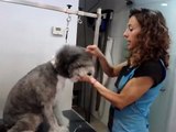 Vídeo corte pelo cabeza a un perro mezcla de Bobtail y perro pastor, peluquería canina Adizki
