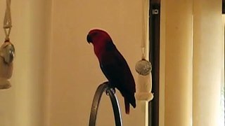 Eclectus Sings to 'I've got a feeling!' By the Black Eyed Peas