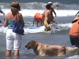 Surf dog Ricochet Surfing Helen Woodward surf a thon  2009