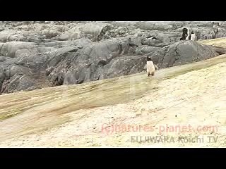 ペンギンこける　A penguin nearly slipped down