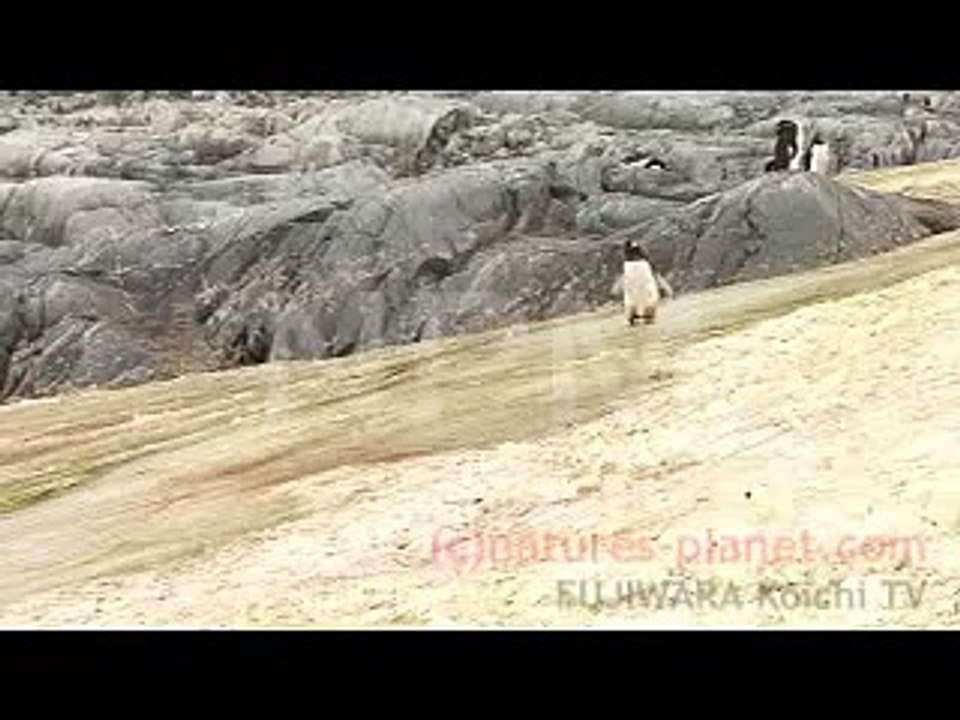 ペンギンこける　A penguin nearly slipped down