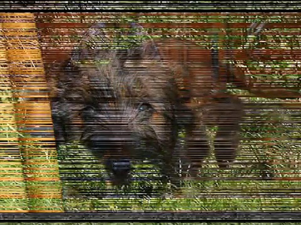 BRIARD, CH.GOLLUM EL XARGALL
