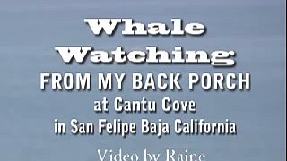 Whale Watching in San Felipe