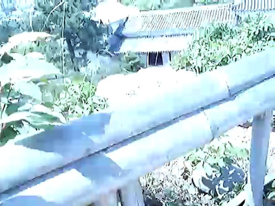 Alexis Japan Trip Documentary Part 15