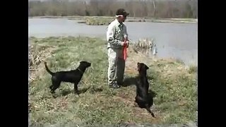 Training Retriever Puppies- How to Play Train Young Retriever on the Water