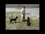 Training Retriever Puppies- How to Play Train Young Retriever on the Water