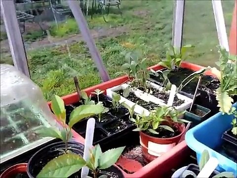 RAISED BEDS AND FRONT GARDEN WEEDING